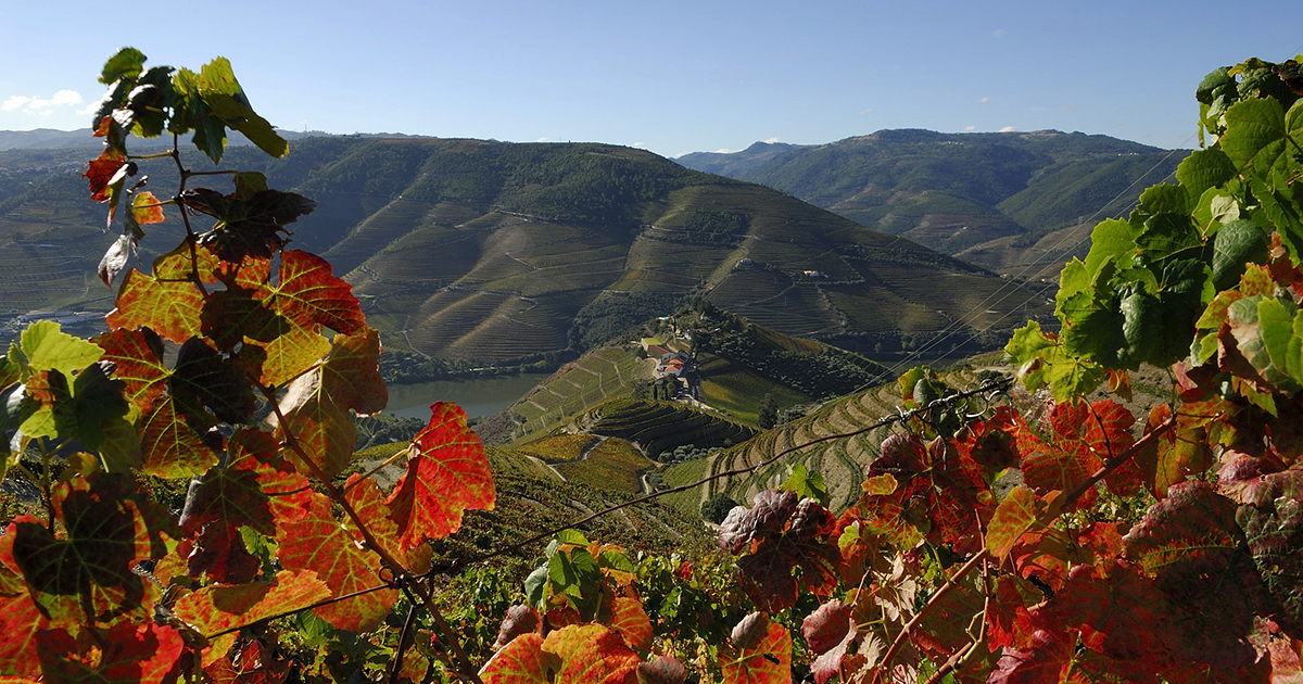 Vinícolas de Charme – Portugal