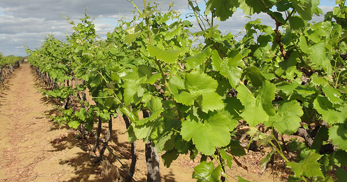 Vinhos do São Francisco ganham Indicação Geográfica