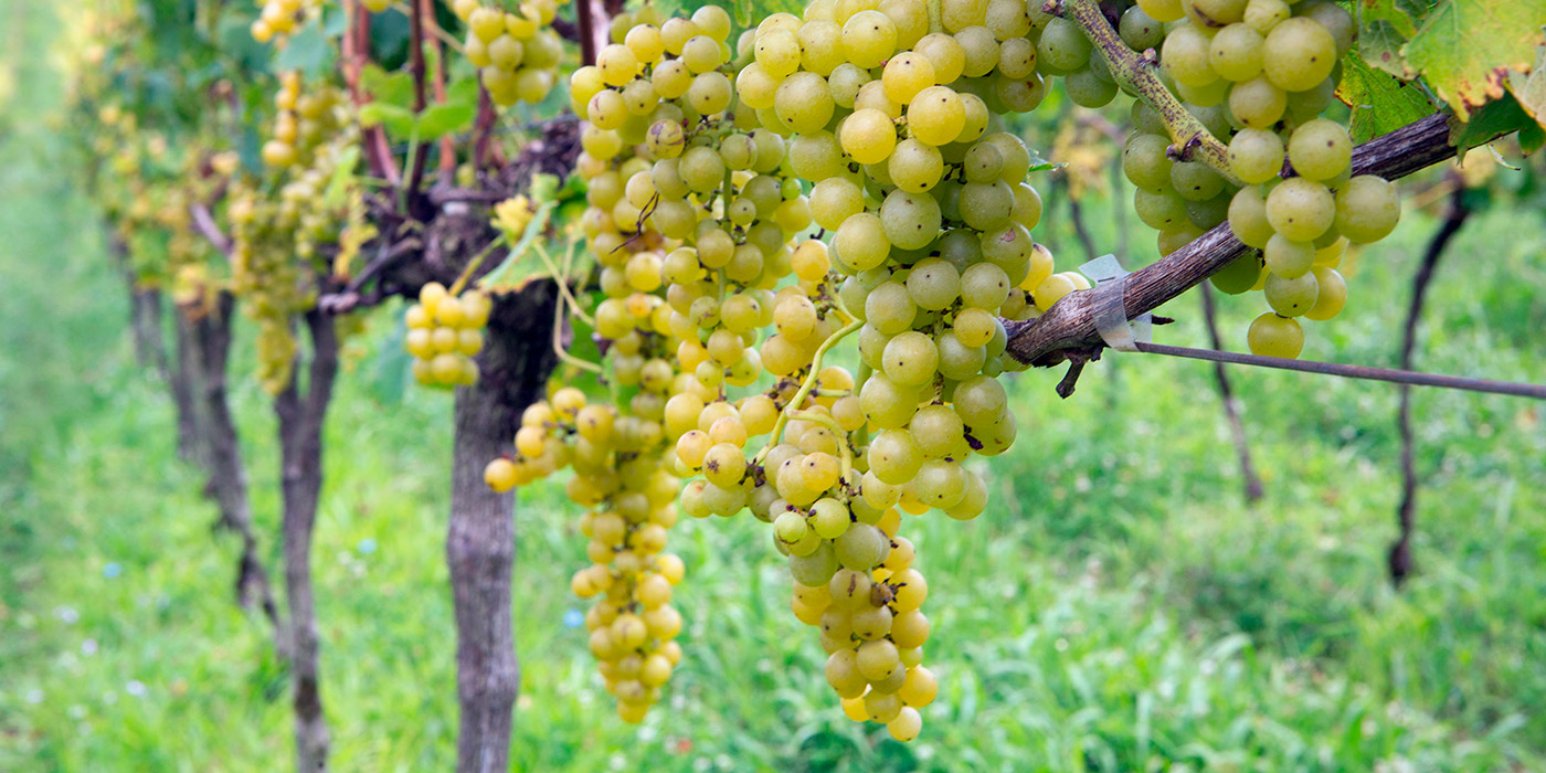 A Versatilidade dos Vinhos Brancos